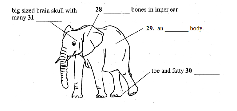 Elephant Anatomy Diagram